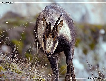 Animali 203